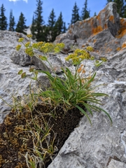 Bupleurum americanum