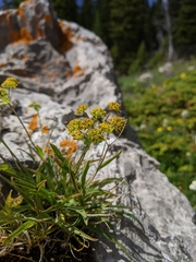 Bupleurum americanum