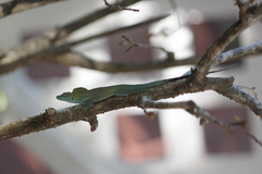 Anolis conspersus