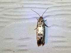 Notocelia rosaecolana