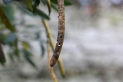 Sennius lateapicalis