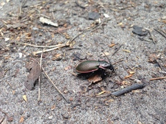 Carabus stscheglowi