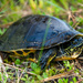 Eastern Chicken Turtle - Photo (c) evangrimes, some rights reserved (CC BY), uploaded by evangrimes