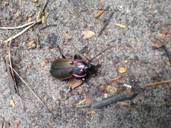 Carabus stscheglowi