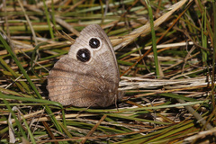 Cercyonis pegala boopis