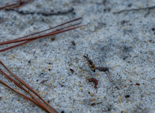 Whitish Tiger Beetle photo 3