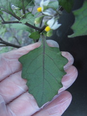 Solanum nigrum