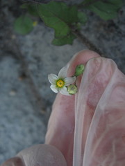 Solanum nigrum