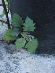 Solanum nigrum