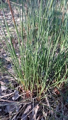Juncus conglomeratus