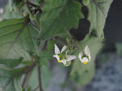 Solanum nigrum