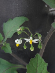 Solanum nigrum