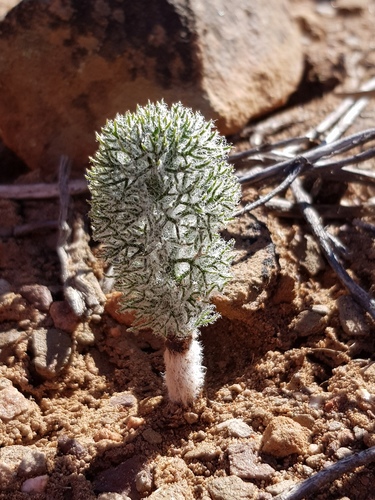Eriospermum paradoxum (Jacq.) Ker Gawl.