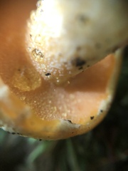 Suillus subaureus