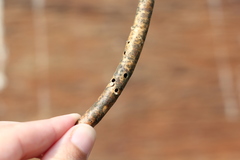 Sennius lateapicalis