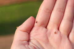 Sennius lateapicalis