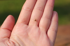 Sennius lateapicalis