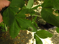 Leucoptera laburnella