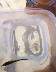 Gasterosteus aculeatus