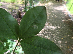 Leucoptera laburnella