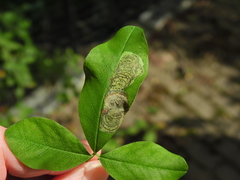 Leucoptera laburnella