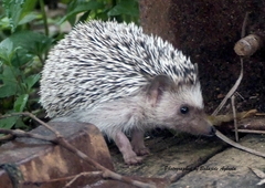 Atelerix albiventris