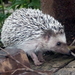 Four-toed Hedgehog - Photo (c) Babajide Agboola, some rights reserved (CC BY-NC), uploaded by Babajide Agboola