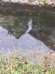 Cyprinus rubrofuscus