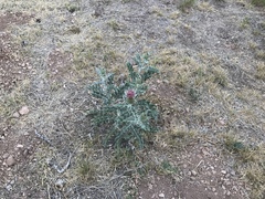 Cirsium neomexicanum