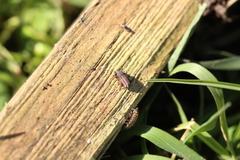 Otiorhynchus porcatus