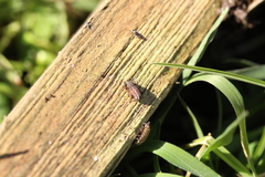 Otiorhynchus porcatus