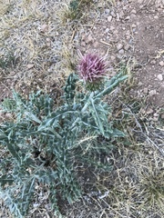 Cirsium neomexicanum