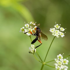 Phaenolobus terebrator