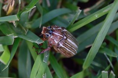 Polyphylla decemlineata