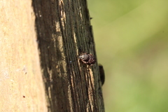 Otiorhynchus porcatus