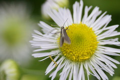 Schreckensteinioidea