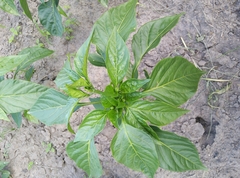 Capsicum annuum annuum