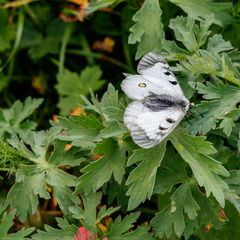 Parnassius nordmanni