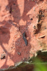 Phosphaenus hemipterus