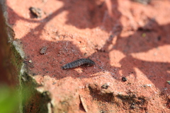 Phosphaenus hemipterus