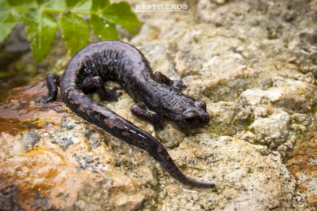 Cochran's False Brook Salamander