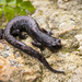 Cochran's False Brook Salamander - Photo (c) Karl Halla Garcia, some rights reserved (CC BY-NC), uploaded by Karl Halla Garcia