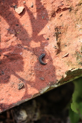 Phosphaenus hemipterus