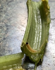 Eichlinia cucurbitae