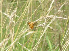 Thymelicus sylvestris