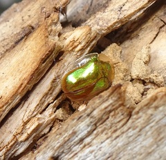 Charidotella succinea