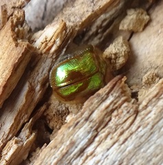 Charidotella succinea