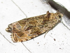 Olethreutes permundana