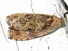 Olethreutes permundana
