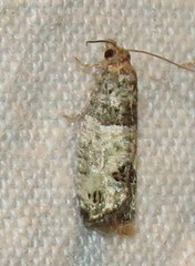 Spilonota ocellana